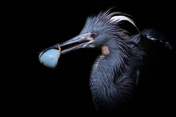 Wall Art featuring the photograph Hatched by Ghostwinds Photography