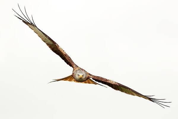 Bird Wall Art featuring the photograph Hawk In Flight by Grant Glendinning