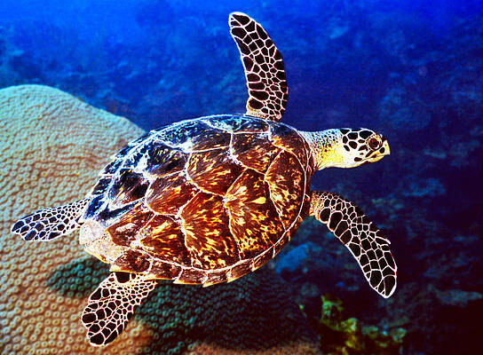 Colorful Sea Turtle Swimming Underwater Wall Art