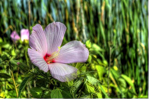 Blue Wall Art featuring the photograph HDR Flower by Jonny D