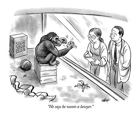Chimpanzee Demands Legal Representation Drawing