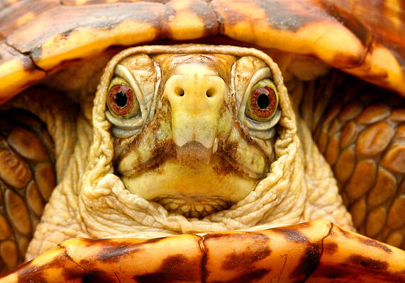 Nature Photograph - Head Shot by Jean Noren