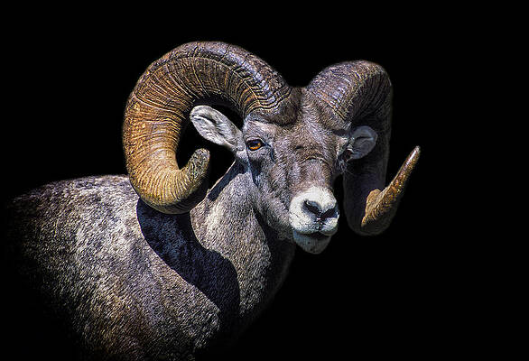 Wall Art featuring the photograph Head Strong by Ghostwinds Photography