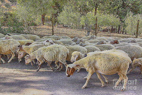 Painting - Heard Of Sheep by Stefano Senise
