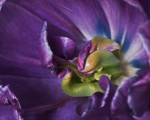 Wall Art featuring the photograph Heart Of A Purple Tulip by Rona Black