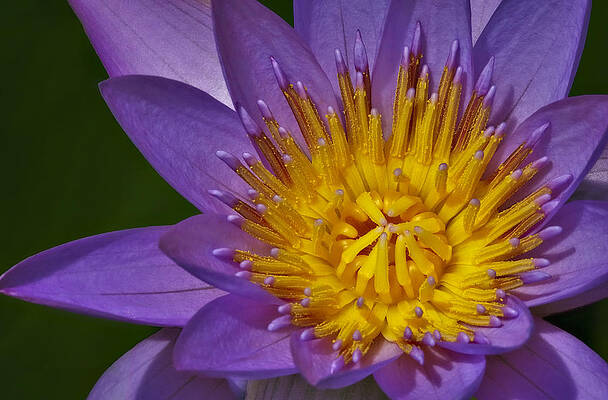 Flower Photograph - Heart On Fire by Susan Candelario