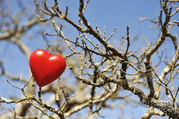 Tree Wall Art featuring the photograph Heartshape On Dead Tree Branches by Sami Sarkis Photography