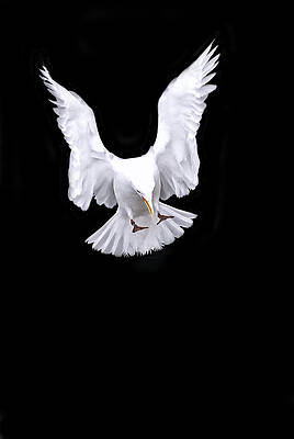 Wall Art featuring the photograph Heavens Rain by Ghostwinds Photography