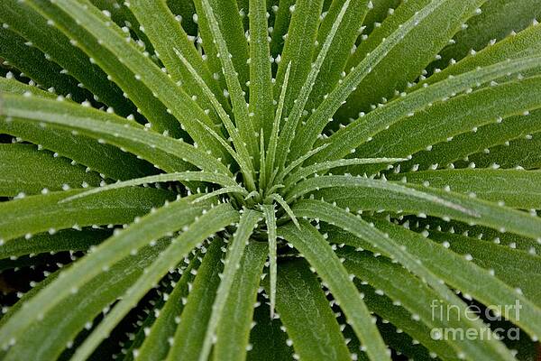 Photograph - Hechtia Argentea by Scott Lyons