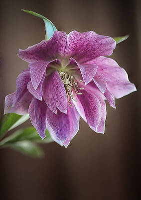 Delicate Wall Art featuring the photograph Helibores by Shirley Mitchell