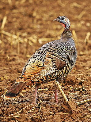 Wild Photograph - Wild Turkey Hen by Dale Kauzlaric