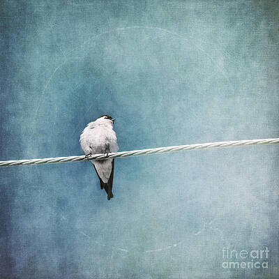 Swallow on a Wire Wall Art