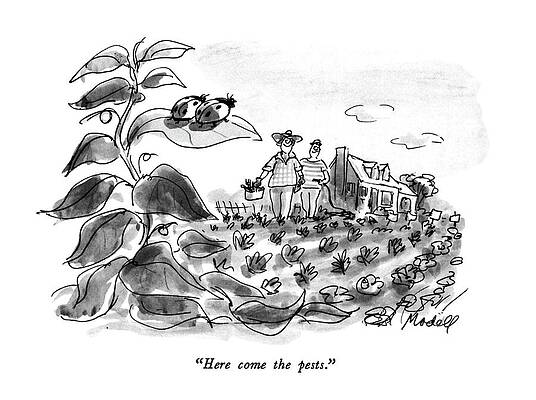 Gardening Drawing - Here Come The Pests by Frank Modell
