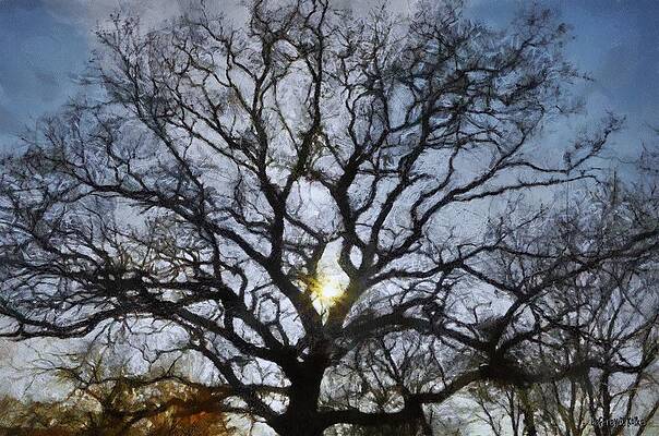 Sunlight Through Branches Wall Art
