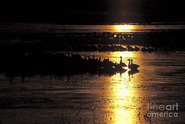 Wildlife Photograph - Here Comes The Sun by Steven Ralser