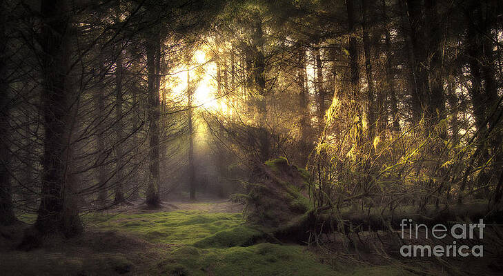 Wall Art featuring the photograph Hidden Path by Kype Hills