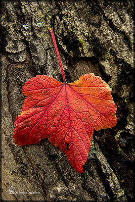 Photograph - High Bush Cranberry by Fred Denner