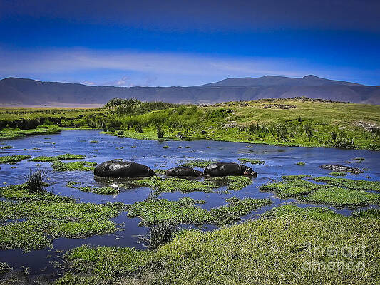 Tanzania Photograph - Hippo Family by Darcy Michaelchuk