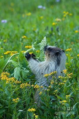 Glacier National Park Photograph - Hoary Marmot 1 by Natural Focal Point Photography