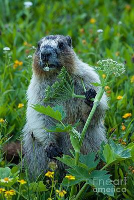 Glacier National Park Photograph - Hoary Marmot 10 by Natural Focal Point Photography