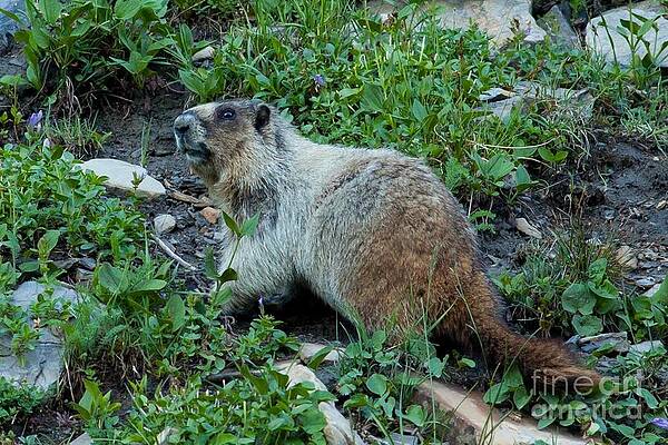 Glacier National Park Photograph - Hoary Marmot 11 by Natural Focal Point Photography