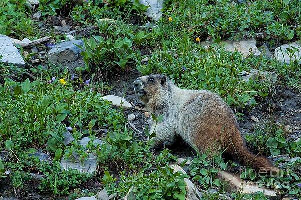 Glacier National Park Photograph - Hoary Marmot 12 by Natural Focal Point Photography
