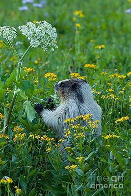 Glacier National Park Photograph - Hoary Marmot 3 by Natural Focal Point Photography