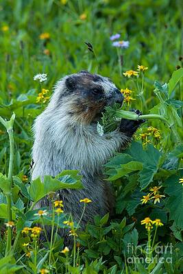 Glacier National Park Photograph - Hoary Marmot 4 by Natural Focal Point Photography