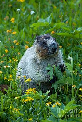 Glacier National Park Photograph - Hoary Marmot 6 by Natural Focal Point Photography
