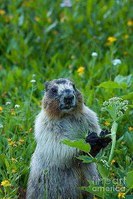 Glacier National Park Photograph - Hoary Marmot 7 by Natural Focal Point Photography