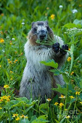 Glacier National Park Photograph - Hoary Marmot 8 by Natural Focal Point Photography