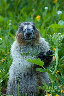 Glacier National Park Photograph - Hoary Marmot 9 by Natural Focal Point Photography