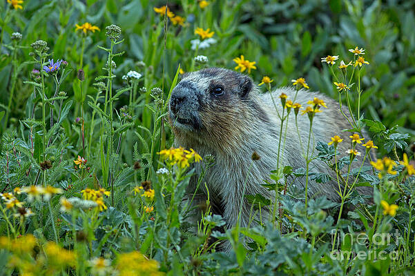 Glacier National Park Photograph - Hoary Marmot In Glacier National Park by Natural Focal Point Photography