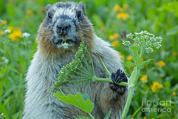 Glacier National Park Photograph - Hoary Marmot In Glacier NP by Natural Focal Point Photography