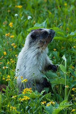 Glacier National Park Photograph - Hoary Marnot 5 by Natural Focal Point Photography