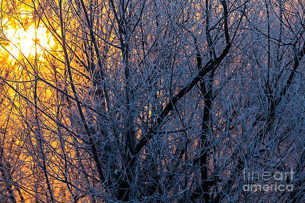 Winter Photograph - Hokkaido Rising Winter Sun by Natural Focal Point Photography
