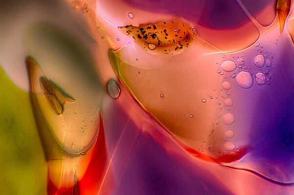 Wall Art featuring the photograph Hola by Omaste Witkowski