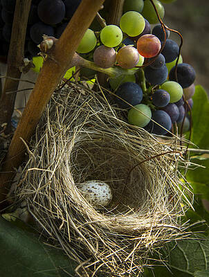 Bird Nest with Single Egg in Vineyard Wall Art