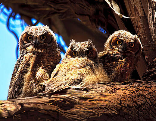 Sky Photograph - Hoo Are You by Beth Sargent