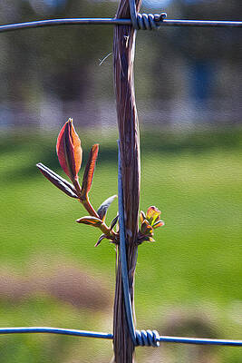 Summer Painting - Hopeful Honeysuckle by Omaste Witkowski