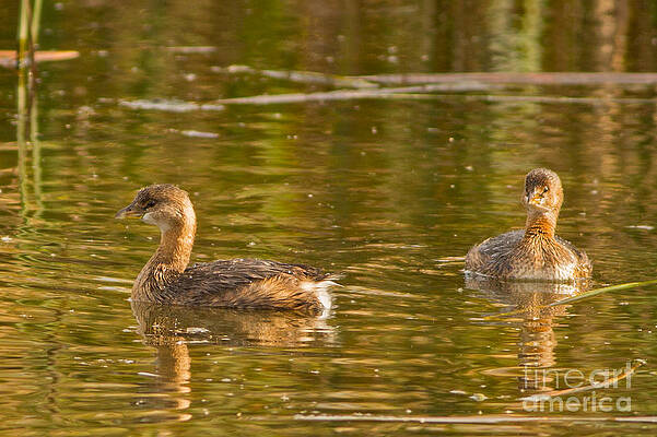 Marsh Photograph - Horicon Grebes by Natural Focal Point Photography