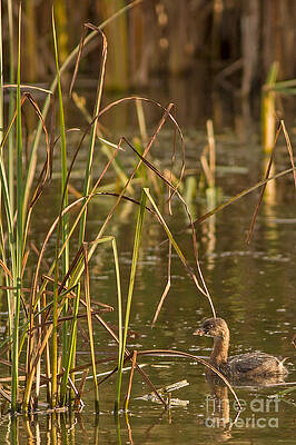 Marsh Photograph - Horicon Marsh Grebe by Natural Focal Point Photography