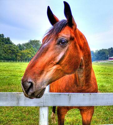 Green Wall Art featuring the photograph Horse Closeup by Jonny D