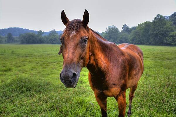 Green Wall Art featuring the photograph Horse In A Field by Jonny D
