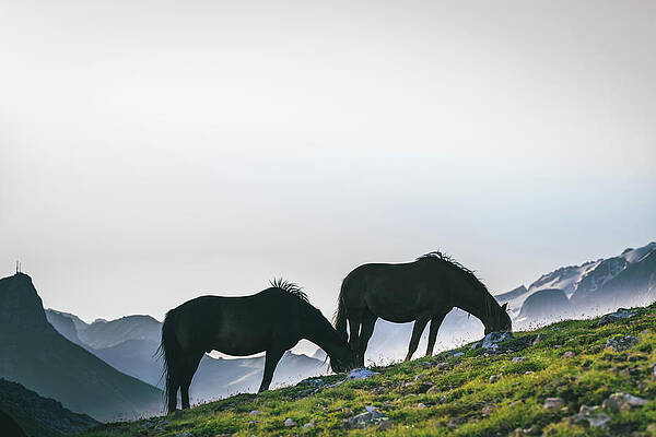 Wall Art featuring the photograph Horses Grazing, Dolomites by Deimagine