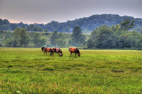 Green Wall Art featuring the photograph Horses In A Field 2 by Jonny D