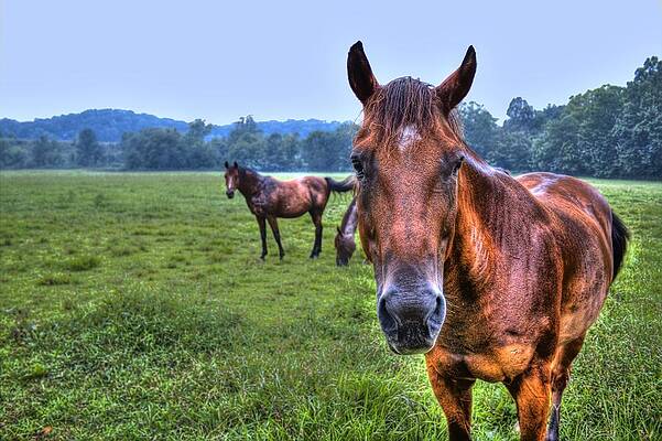 Green Wall Art featuring the photograph Horses In A Field by Jonny D