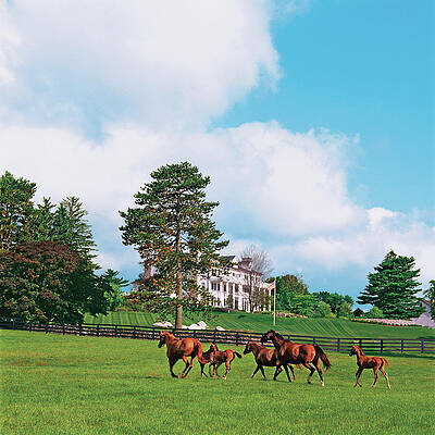 Group Of People Photograph - Horses Running Through Pasture by Durston Saylor