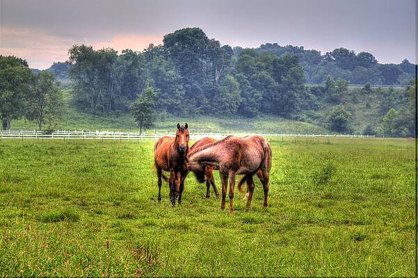 Green Wall Art featuring the photograph Horses Socialize by Jonny D