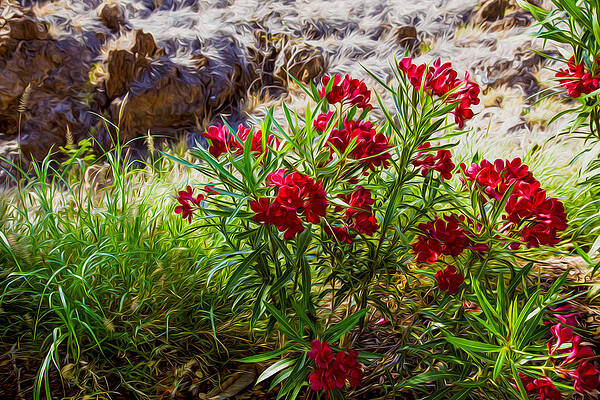 Spring Painting - Hot Pink Bushes by Omaste Witkowski